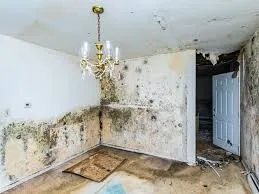 Black mould growth caused by condensation in the corner of a room