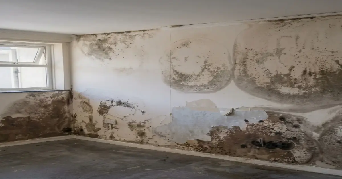 penetrating damp walls