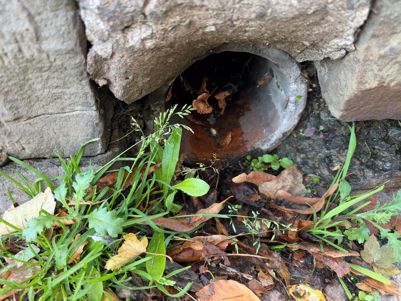 Old clay drain outlet, stained and part-blocked with leaves