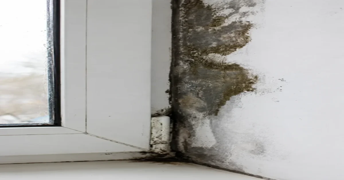 FOD certified surveyor carrying out a penetrating damp investigation at a property in Wirral